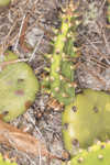 Common pricklypear